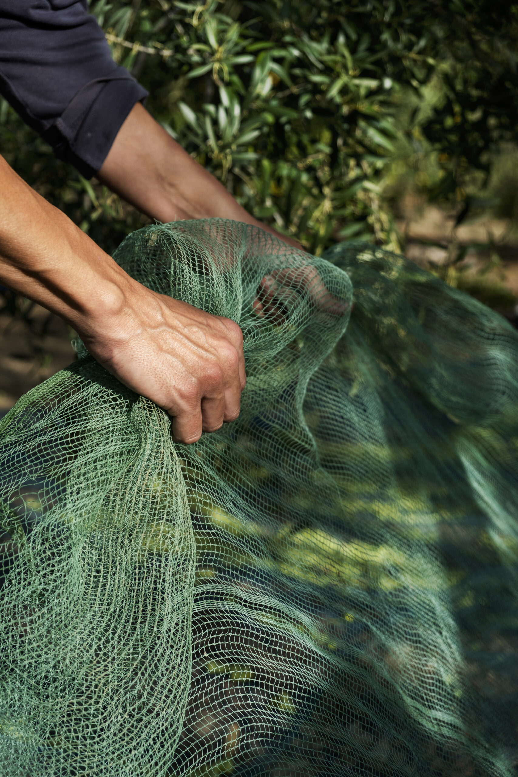 closeup of a young caucasian man carrying a net to collect olives during the harvesting in an olive grove in Catalonia, Spain